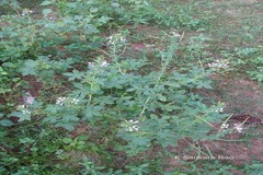 Cleome gynandra